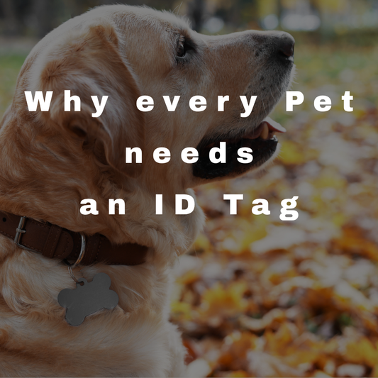 Why Every Pet Needs an ID Tag, even Indoor Pets