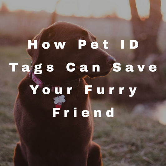 Lost and Found: How Pet ID Tags Can Save Your Furry Friend